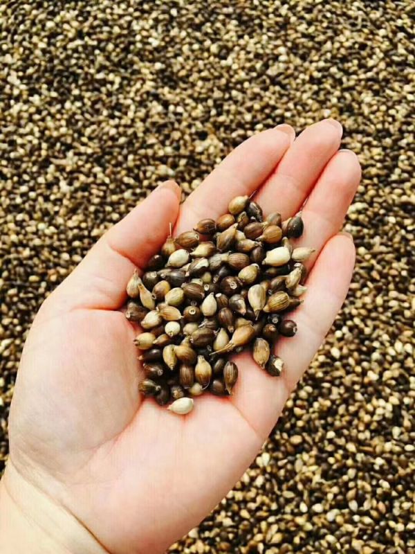 服藥期間可以飲用“懷府薏康堂”系列茶飲嗎？