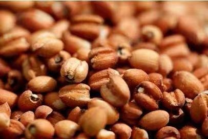 “懷府薏康堂”為什么不做薏米粉？